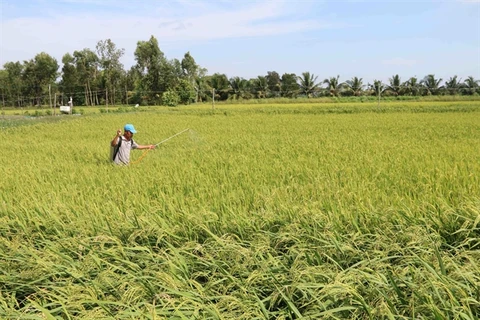Tra Vinh farmers expand organic rice areas