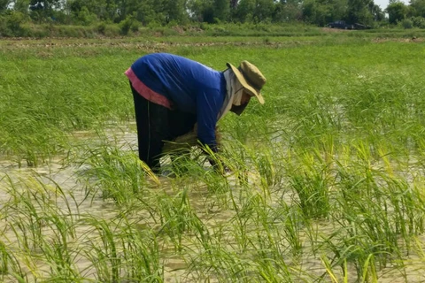 Thailand expects to harvest 24mn tonnes of rice in 2020