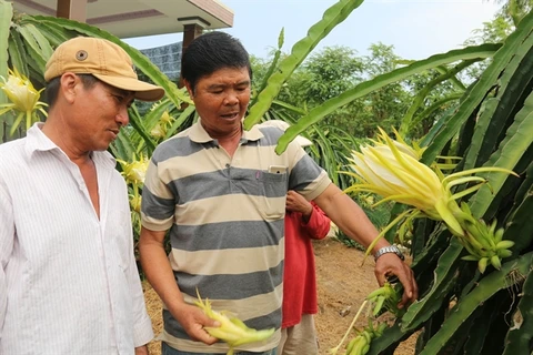In climate change-hit Tien Giang, rice farmers switch to fruits, vegetables