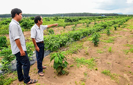 Coffee farms see high yields from new plants