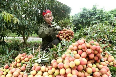 Japanese experts arrive in Vietnam to check fresh lychee for export