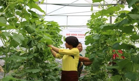 Bac Giang developing hi-tech agriculture to foster economic growth