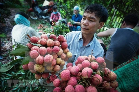Over 50 businesses, cooperatives join sales of Bac Giang lychee