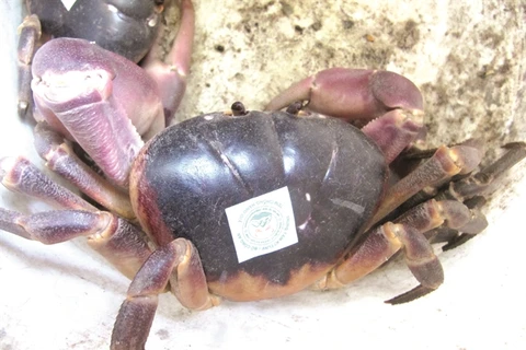 Sustainable crab catching a boon for islanders