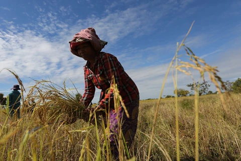 Cambodian agriculture unlikely to absorb laid-off workers: WB