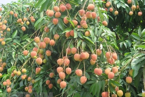 Nine tonnes of “U Hong” lychee to hit shelves in Australia