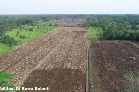 Indonesia expands rice fields on Borneo island