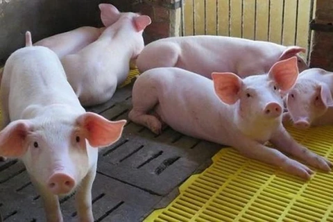Eight Vietnamese businesses eligible to import pigs from Thailand