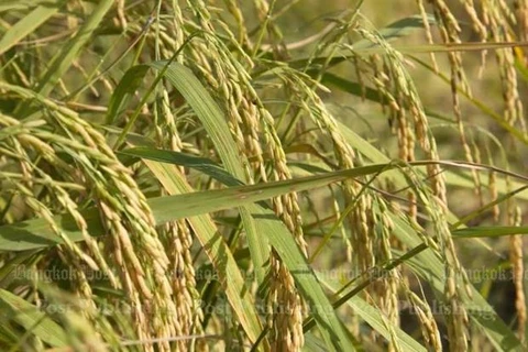Thailand boosts rice production strategy 