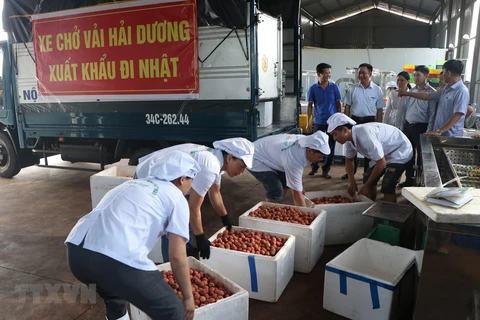 Hai Duong to send first shipment of Thanh Ha lychee to Japan