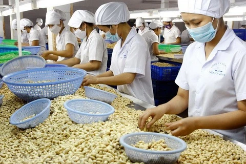 Cashew nut exports grow in first five months