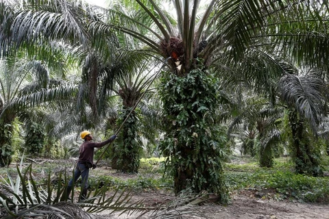 Malaysia: Palm-oil industry urges gov’t to let foreign workers return