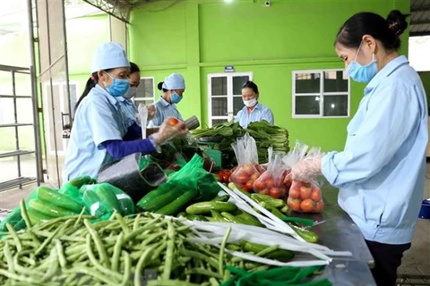 Cambodia yet to issue documents banning import of Vietnamese fruits, vegetables: ministry 
