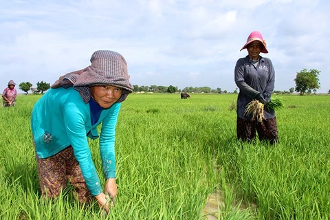 WB okays 93-mln-USD credit for Cambodia to improve land tenure security for poor farmers