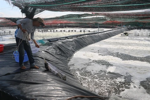 Farmers in Ba Ria-Vung Tau earn high profits thanks to high-tech shrimp breeding