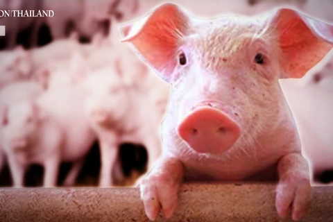 Thai swine breeders asked to limit prices