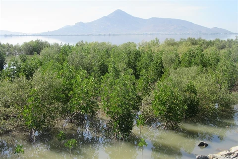 Community management helps Ninh Thuan protect forests