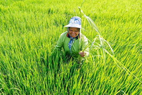 Thailand eyes green agriculture
