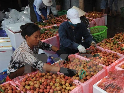 Fruit exports via Lao Cai border gate rising