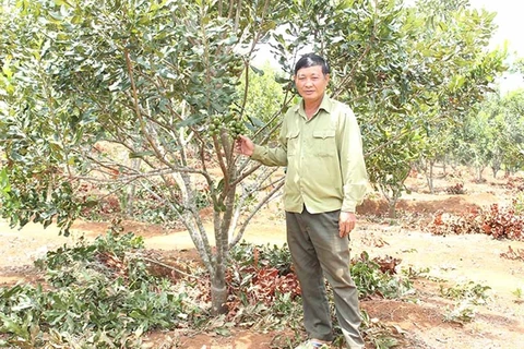Gia Lai province to expand macadamia cultivation