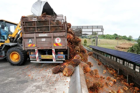Malaysia to file case to WTO over EU palm oil curbs