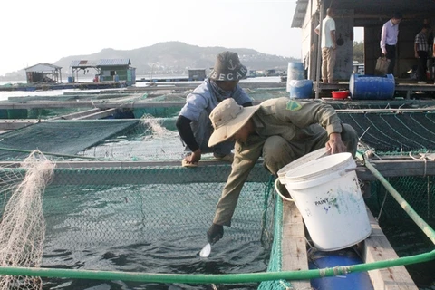 Khanh Hoa steps up application of advanced technologies in marine aquaculture