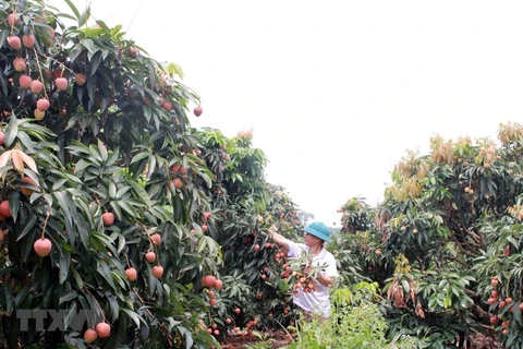 Bac Giang earns 300 million USD from lychee this year