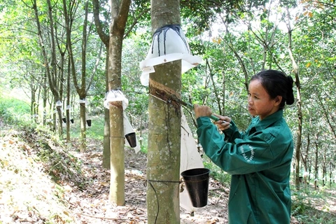 Rubber companies report lower earnings amid falling rubber prices