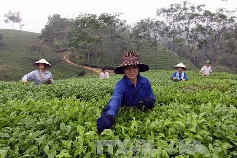 Phu Tho striving to make tea a key agricultural staple