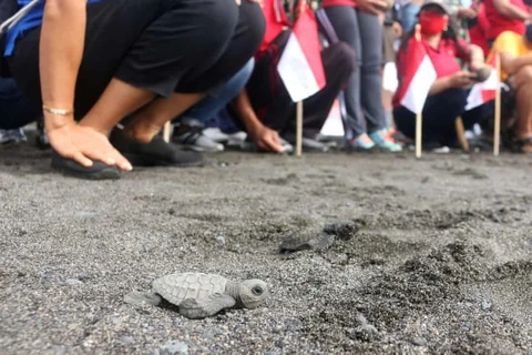 Indonesia releases over 10,000 baby turtles into sea