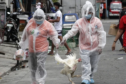 Philippines bans chicken imports from Brazil over COVID-19 scare
