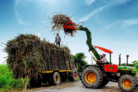 Vietnam promotes measures to manage local sugar market