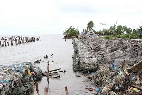 Western sea dyke in Ca Mau, Kien Giang needs urgent protection