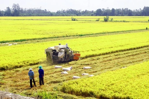 Rice exporters urged to promote brand through safe production 