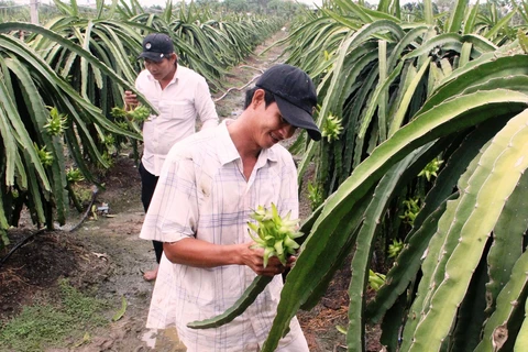 Long An strives to have 3,000 ha of dragon fruit farms under VietGAP