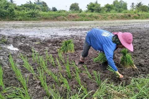 Thailand’s rice strategy to focus on yield, variety 
