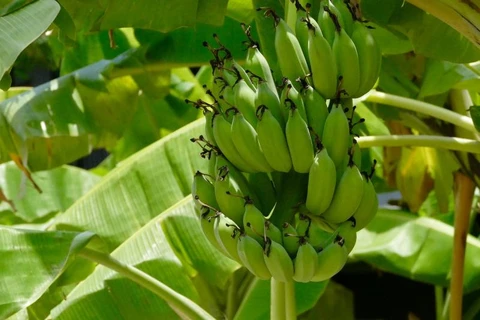 Banana tops Lao agriculture exports to China 
