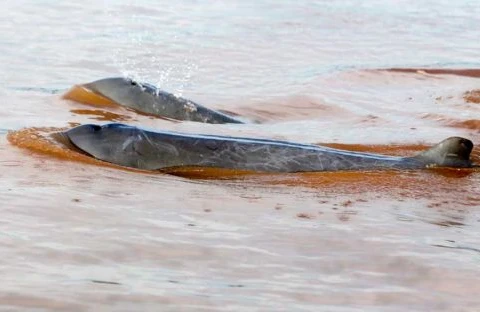 Cambodia to seek UNESCO recognition for dolphin areas 
