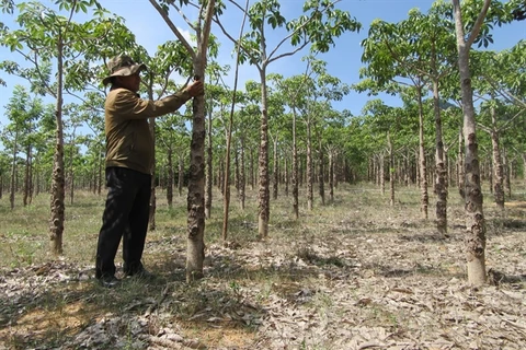 Java olive trees offer Ninh Thuan farmers high incomes, increase forest cover