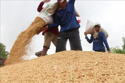 Rice industry must diversify products: experts