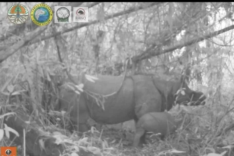 Two endangered Javan rhino calves spotted in Indonesia