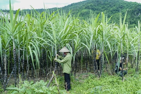 Vietnam initiates anti-dumping investigation on sugar imported from Thailand