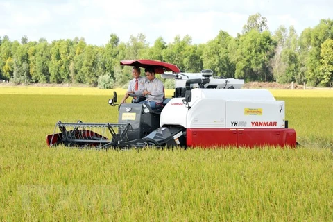 An Giang to ship 126 tonnes of fragrant rice to EU at zero tariff rate