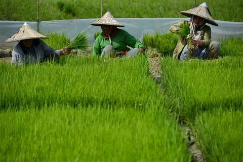 Indonesia to expand farm estates by 10 times of Singapore’s size