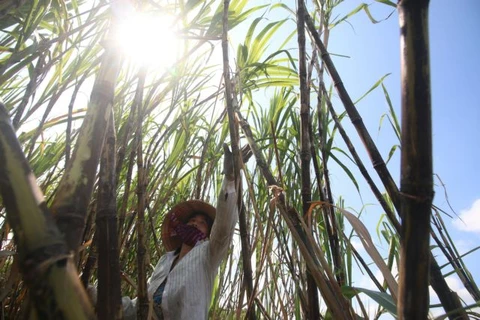 Opportunities await sugarcane farmers if they change way of thinking