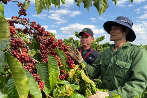 Nestlé programme helps increase coffee farmers’ incomes