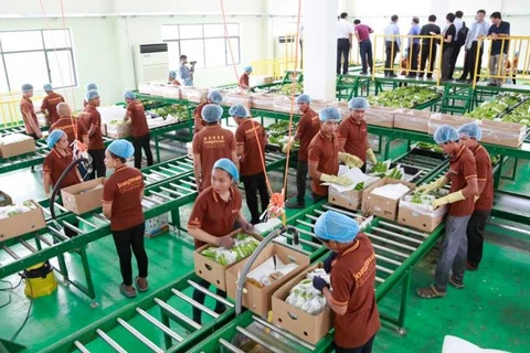 Cambodia’s banana exports surge thanks to increasing demand from China