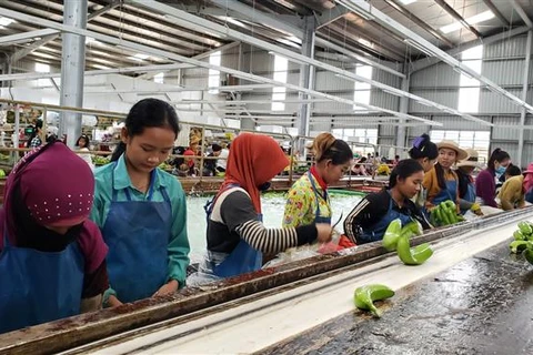 Agricultural projects create stable employment for Vietnamese-Cambodians