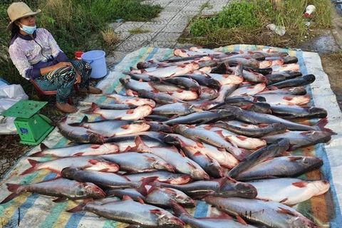 Tra fish farmers, exports hit hard by COVID-19 pandemic