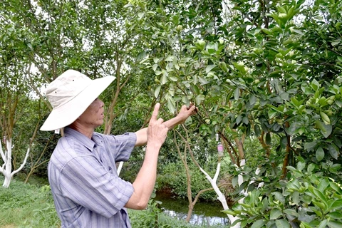 Dong Thap preserves endangered pink mandarin
